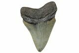 Serrated, Fossil Megalodon Tooth - North Carolina #272501-1